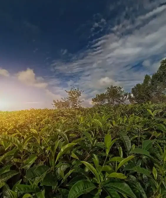 Destinasi Wisata Murah di Pangalengan, Cocok untuk Libur Lebaran!