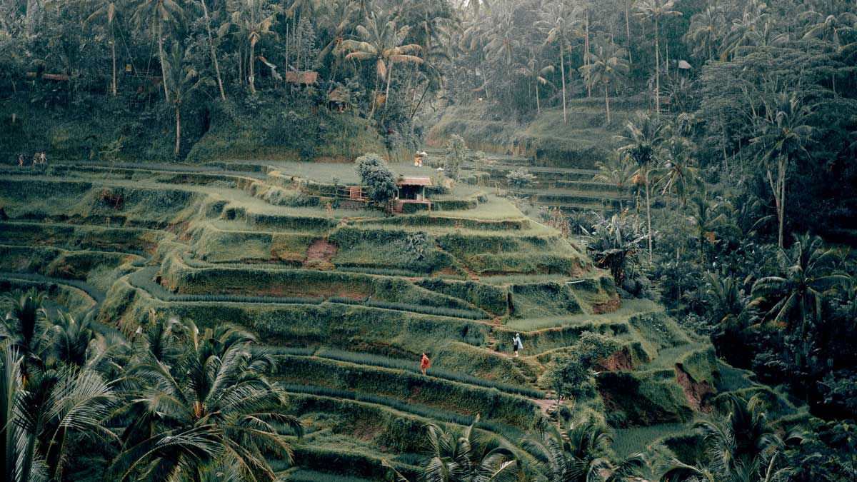 Mencari Damai di Tepi Campuhan Bali Tempat Wisata Terfavorit!