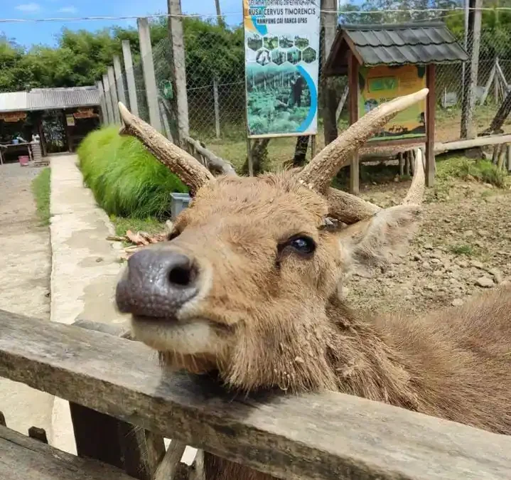 Wisata Alam di Ranca Upas Ciwidey, Menikmati Keindahan Tanpa Batas!