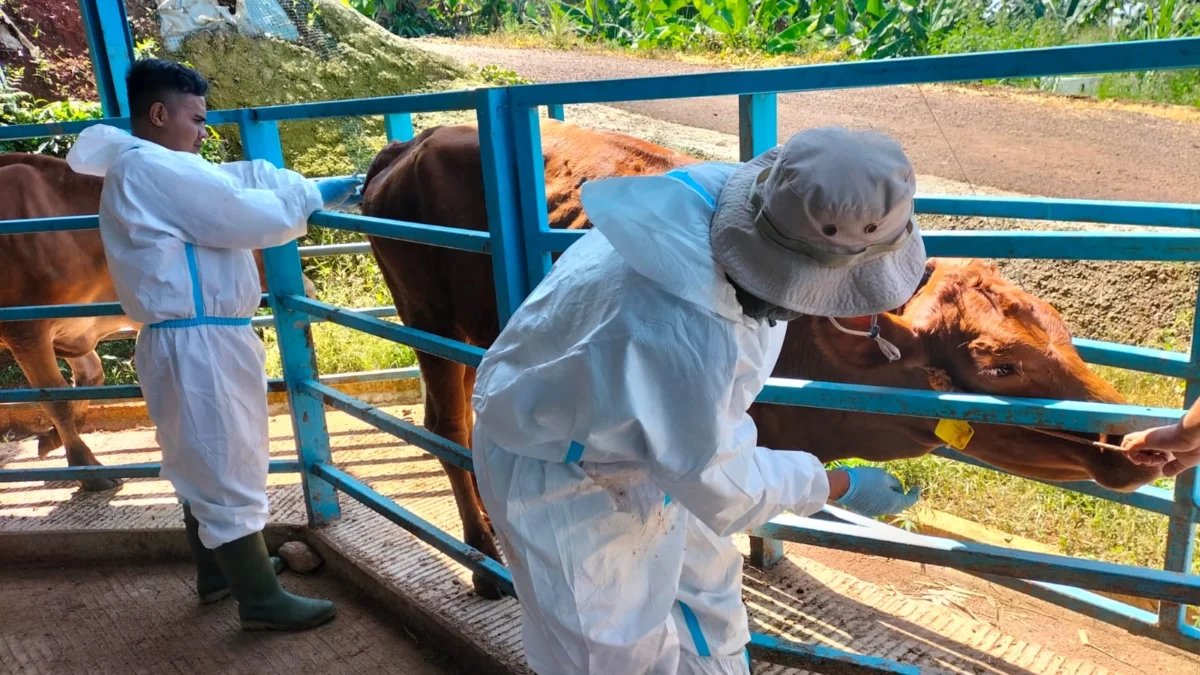 Seratusan Ekor Sapi Terserang 'Lato-lato'