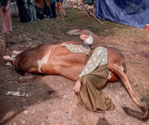 Kurban Sapi Ukuran Jumbo