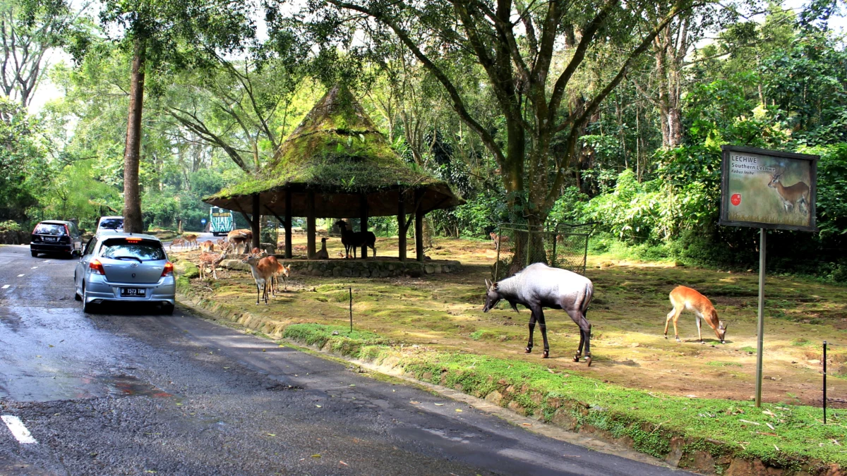 Wisata Bogor