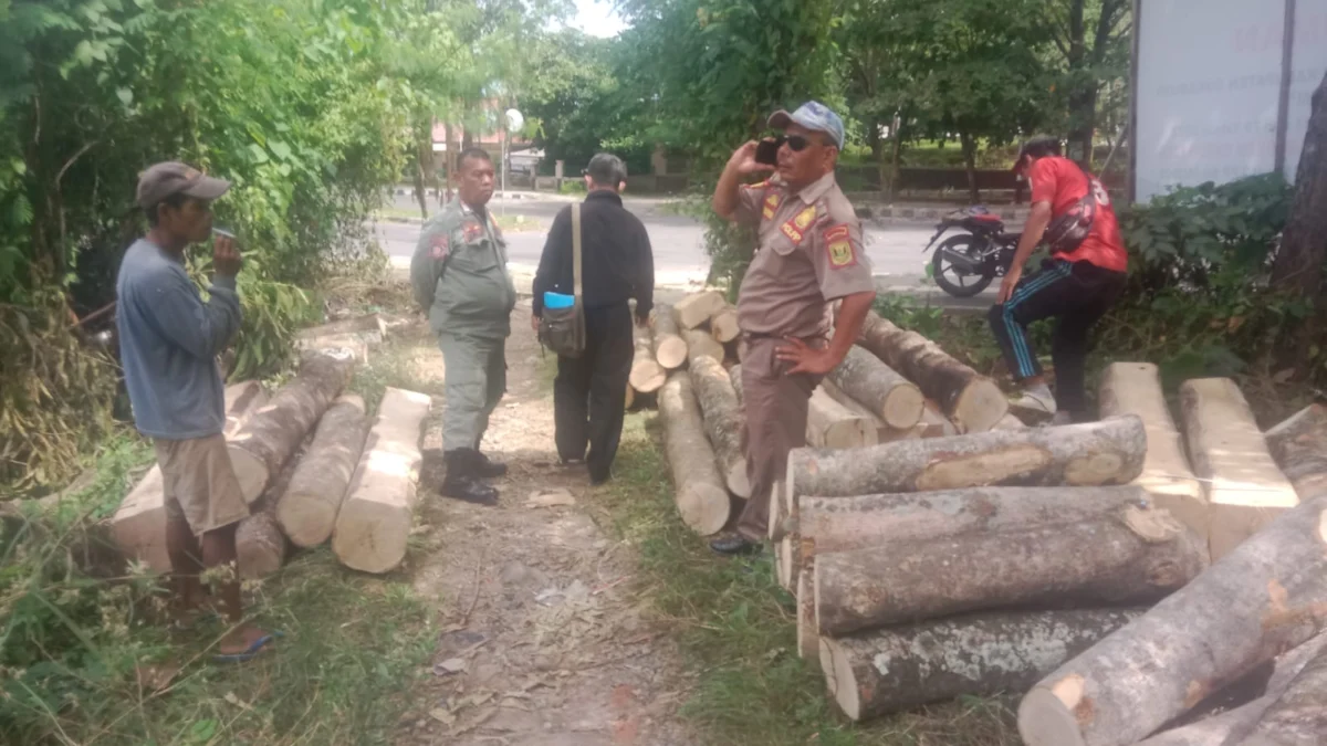 Satpol PP Gruduk Penebang Pohon di Lahan Milik Pemkab