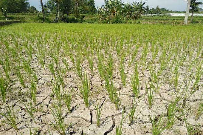 Tanaman Padi Terancam Gagal Panen