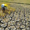 Petani Bisa Klaim Asuransi, Jika Lahan Sawah Terdampak Kekeringan