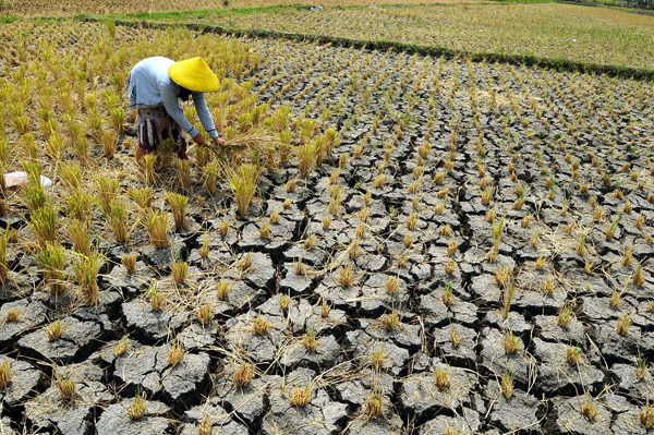 Petani Bisa Klaim Asuransi, Jika Lahan Sawah Terdampak Kekeringan