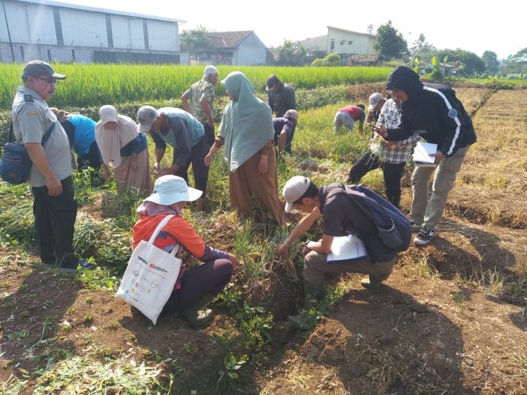 Kolaborasi DKP3-JICA Kembangkan Bawang Merah