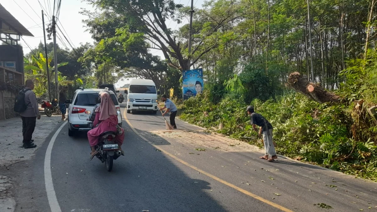 Membahayakan, Pohon Mahoni di Jalan Nasional Cisolok Ditebang