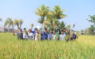 Di Tengah Kemarau, Petani Panen Raya Padi