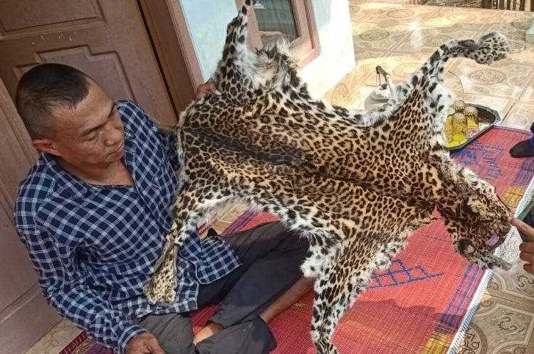 Pengakuan Pencari Lebah Madu yang Terpaksa “Bunuh” Seekor Macan Tutul di Sukabumi