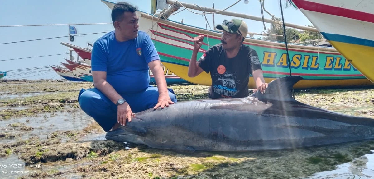 Bangkai Lumba-lumba Terdampar di Pesisir Pantai