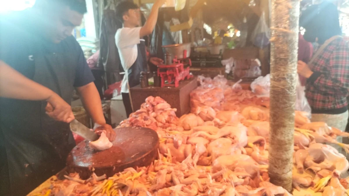 Harga Daging Ayam Kembali Turun