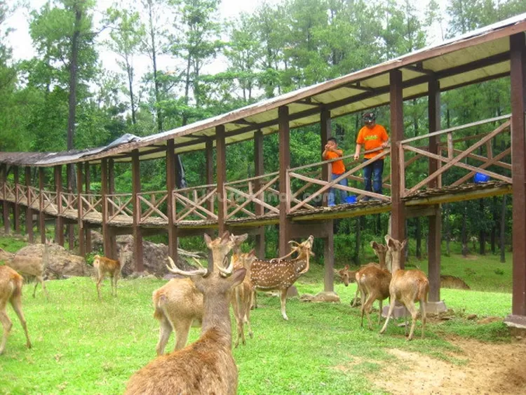 Wana Wisata Rusa Bogor: Lokasi, Keseruan, Harga, dan Fasilitas