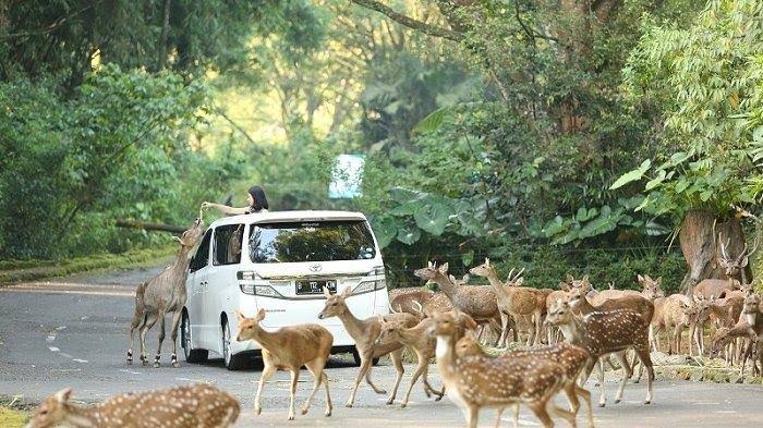 Objek Wisata Hits Bogor dengan Budget Murah Pas di Kantong