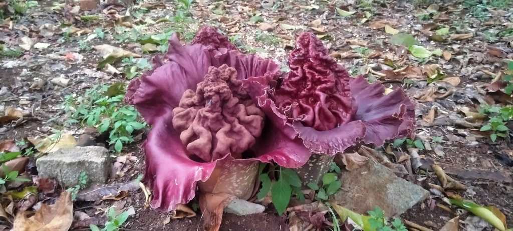 Warga Cikembar Temukan Bunga Bangkai Mekar