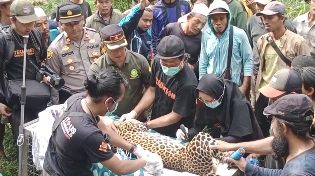 Macan Tutul Terjerat Jebakan Babi Hutan yang Dipasang Petani di Kalibunder Sukabumi