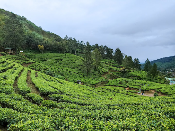 Kebun Teh Puncak