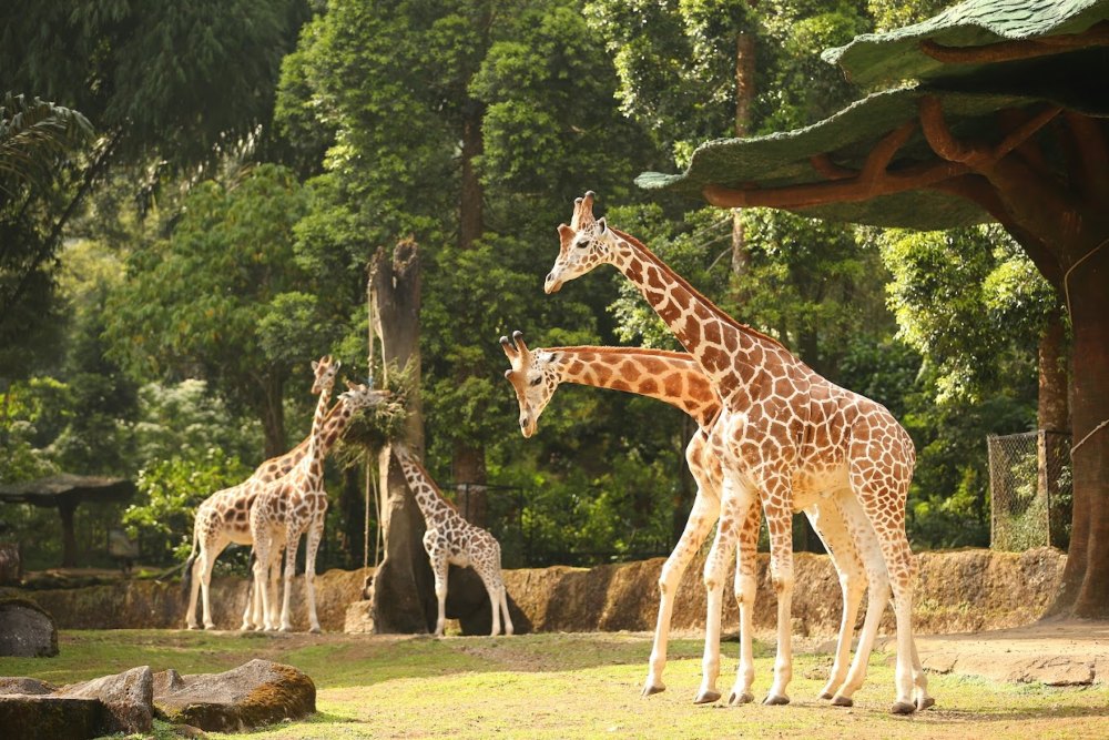 Taman Safari Indonesia