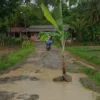 Protes, Masyarakat Buniasih Tanami Pohon Pisang di Ruas Jalan Rusak