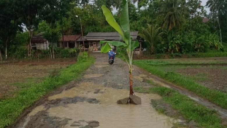 Protes, Masyarakat Buniasih Tanami Pohon Pisang di Ruas Jalan Rusak