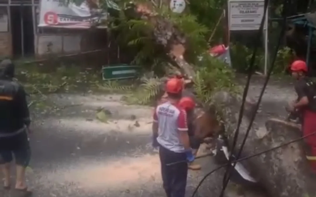 Pohon Besar Roboh, Listrik di Cikakak dan Cisolok Padam