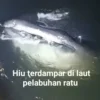 Pol Airud Klaim Hiu Tutul Terdampar di Pantai Palabuhanratu, Hoak