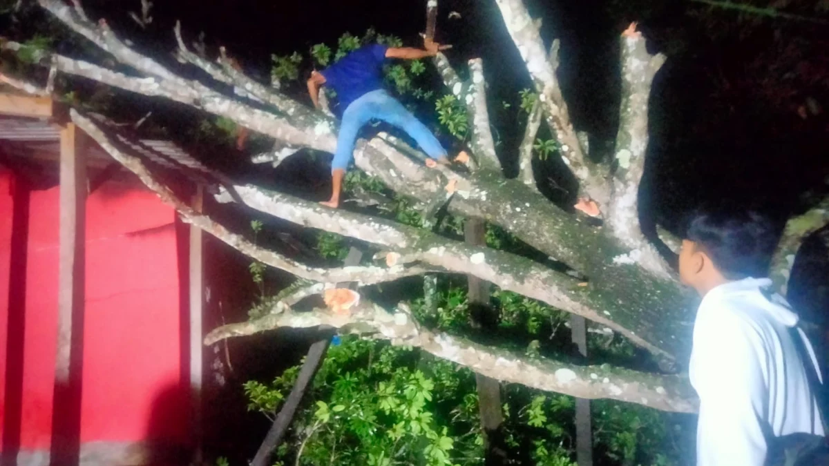 Pohon Tumbang Timpa Rumah Warga di Simpenan