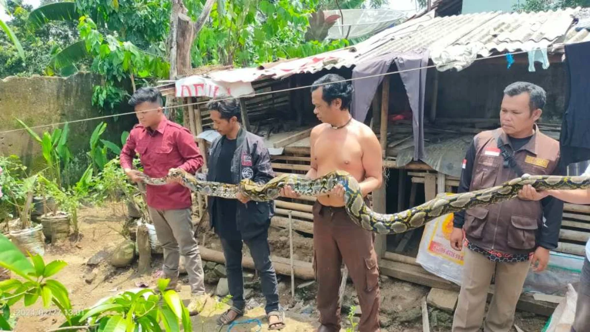 Warga Kampung Bojongsetra, RT 03 RW01 Kelurahan Cibadak, Kabupaten Sukabumi Saat mengevakuasi Piton sepanjang