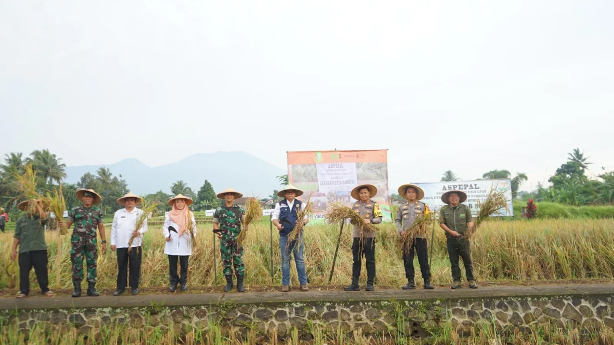 IST/DOK HUMAS PEMKOT SUKABUMI PANEN PADI: Penjabat Wali Kota Sukabumi Kusmana Hartadji menghadiri acara panen