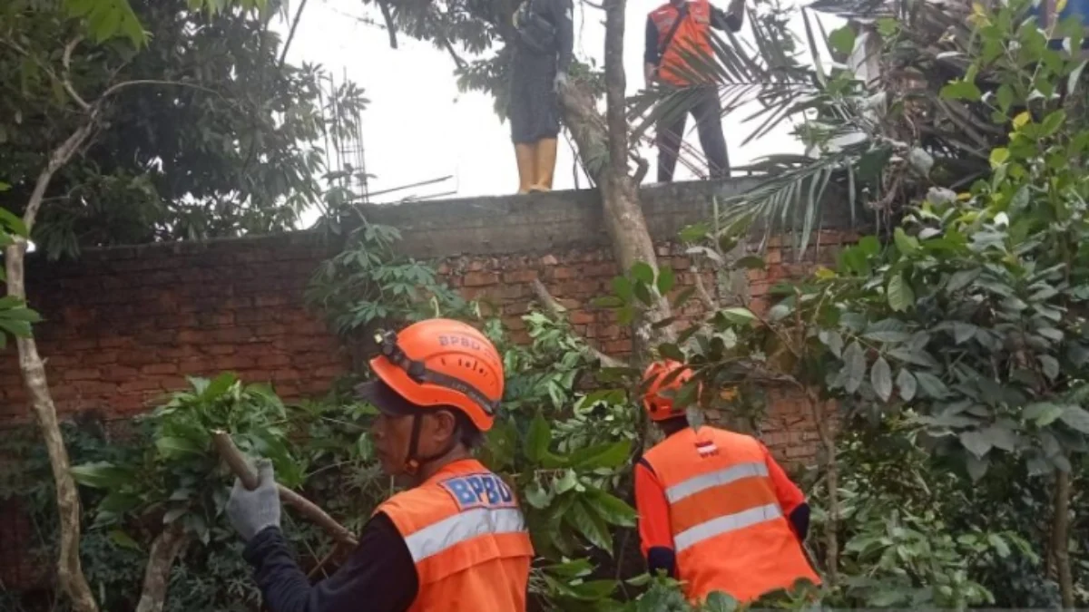 Personel BPBD Kota Sukabumi saat mengevakuasi pohon yang tumbang