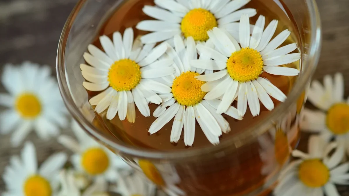 chamomile-829220_1280.jpg