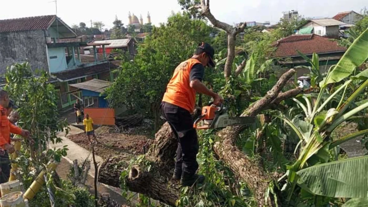 Petugas BPBD Kota Sukabumi mengevakuasi pohon tumbang