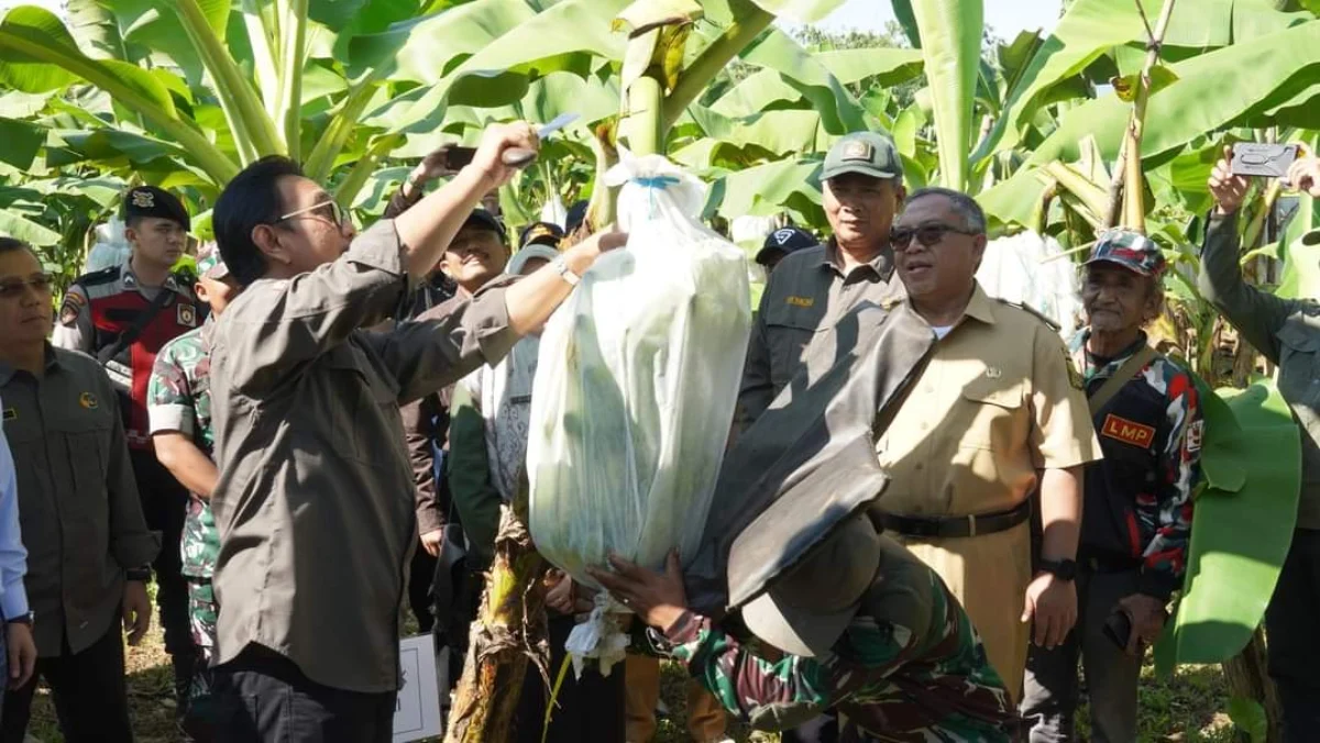 Dirjen Penataan Agraria Kementerian ATR/BPN RI, Dalu Agung Darmawan melihat proses packing pisang