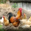 Daftar Ayam yang Populer di Dunia