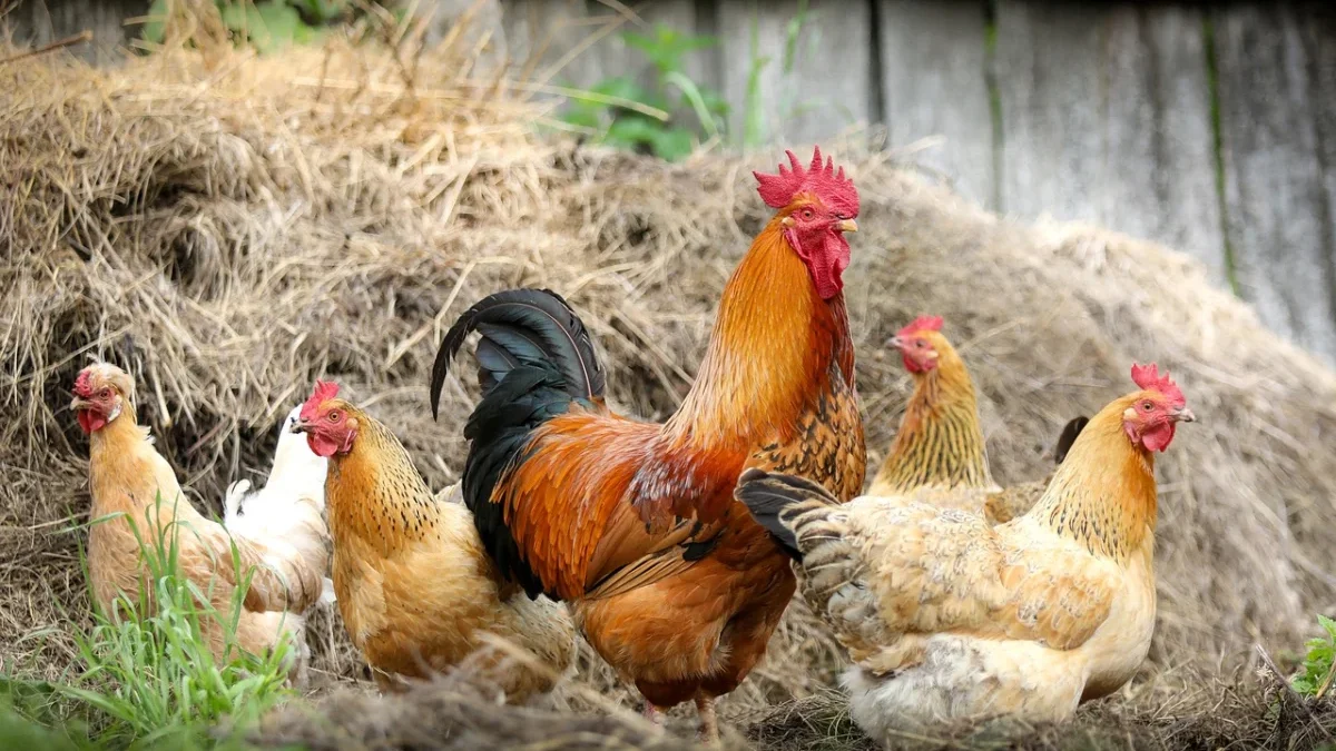 Daftar Ayam yang Populer di Dunia