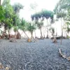 Istimewa