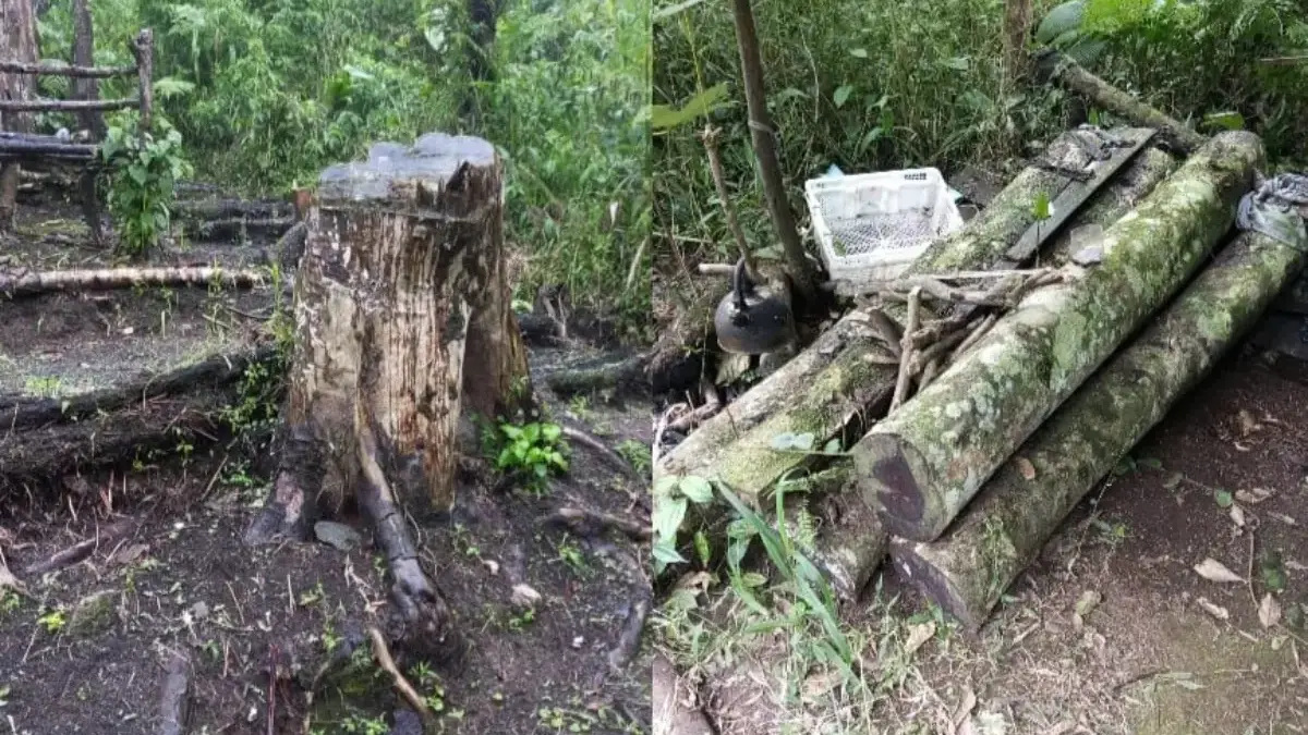 Pembalakan Liar Pohon di Gunung Salak Cidahu Sukabumi Makin Parah Istimewa