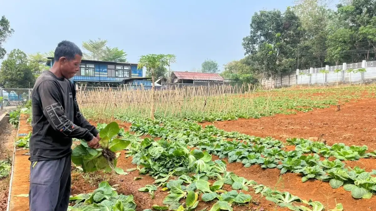 WBP Lapas Warungkiara Berhasil Panen 250 Kilogram Sawi Istimewa