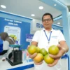 Antoni, petani Jeruk Semboro, Jember, Jawa Timur. 