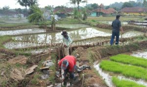 Sering Jebol, Pemdes Cieunteung Bangun TPT Saluran Irigasi