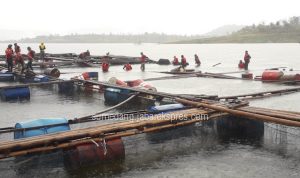 Perlu Kajian, KJA Siapa Perlu Ditertibkan