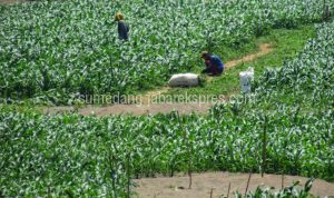 Antisipasi Alami Kerugian, Petani Pilih Tanam Palawija