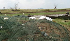 Ikan dan Lobster Langka, Nelayan Kelabakan