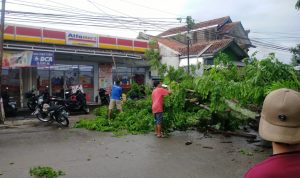 Warga Cimanggung Tewas Tertimpa Pohon Tumbang