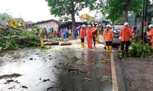 Tiga Pohon Tumbang di Rancamulya