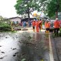 Tiga Pohon Tumbang di Rancamulya