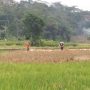 Petani Jatigede Siap Tingkatkan Produksi Padi