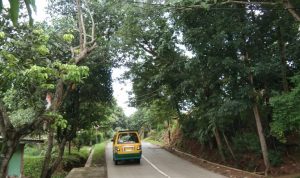 Kapolsek Minta Warga Waspadai Pohon Tumbang