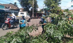 Camat Cikancung Upayakan Pemangkasan Pohon