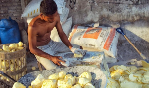 Kelompok Tani Siap Olah Ubi Hutan Jadi Bahan Makanan